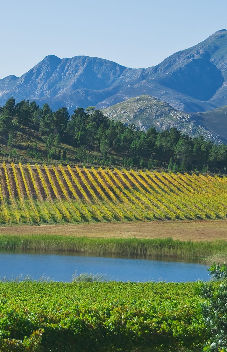 Our Story The Goose Wines