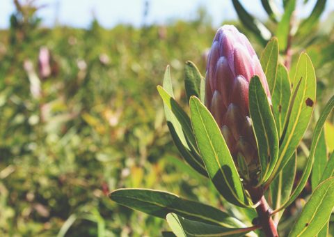 Fynbos & Protea