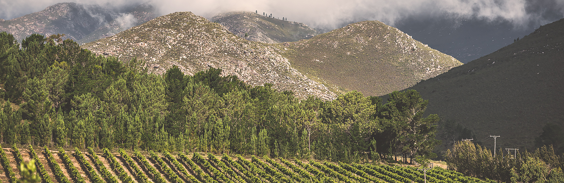 Outenique mountains overlooking our vineyards